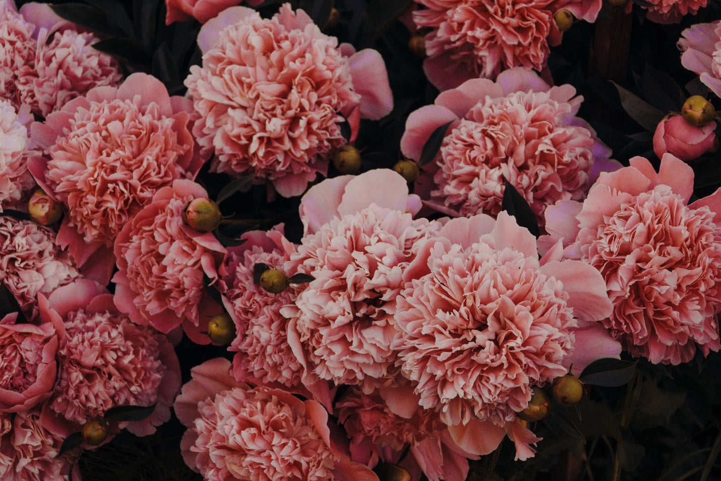 Carnations