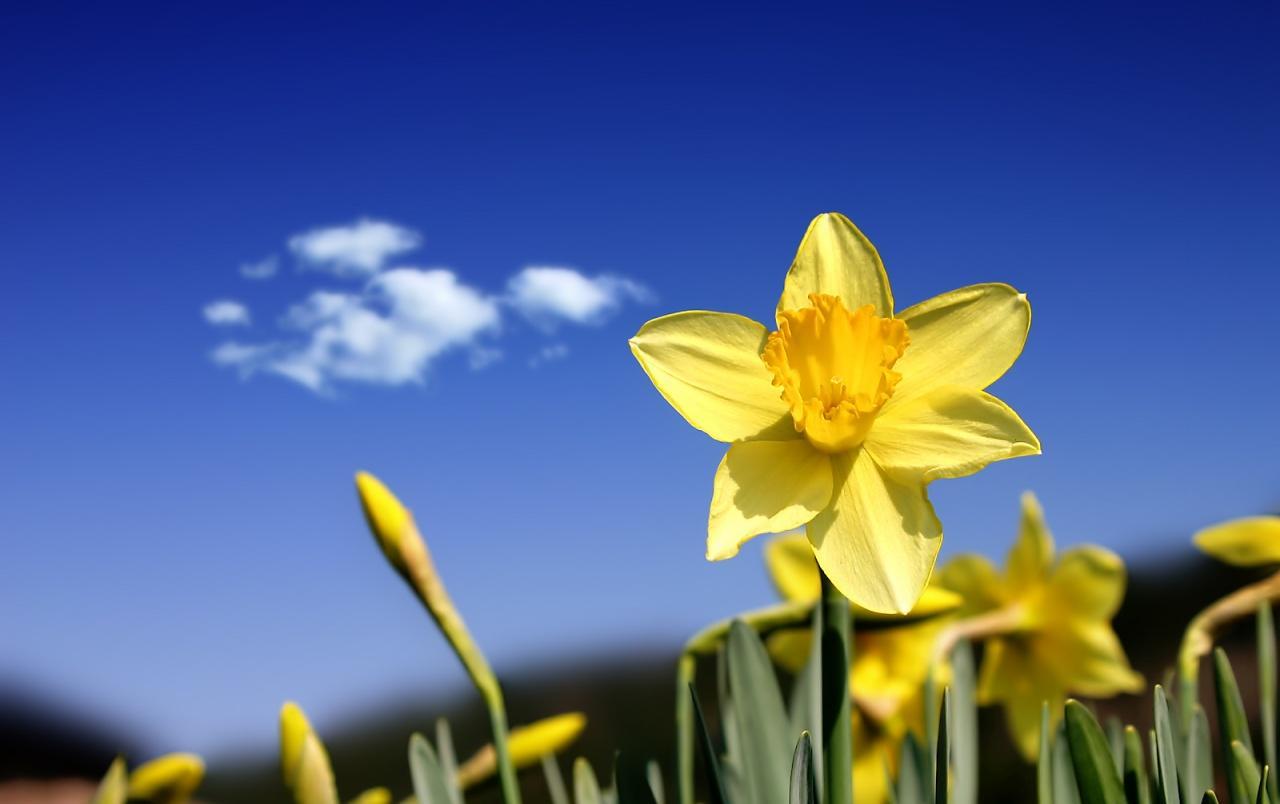 Flower for the Month of March