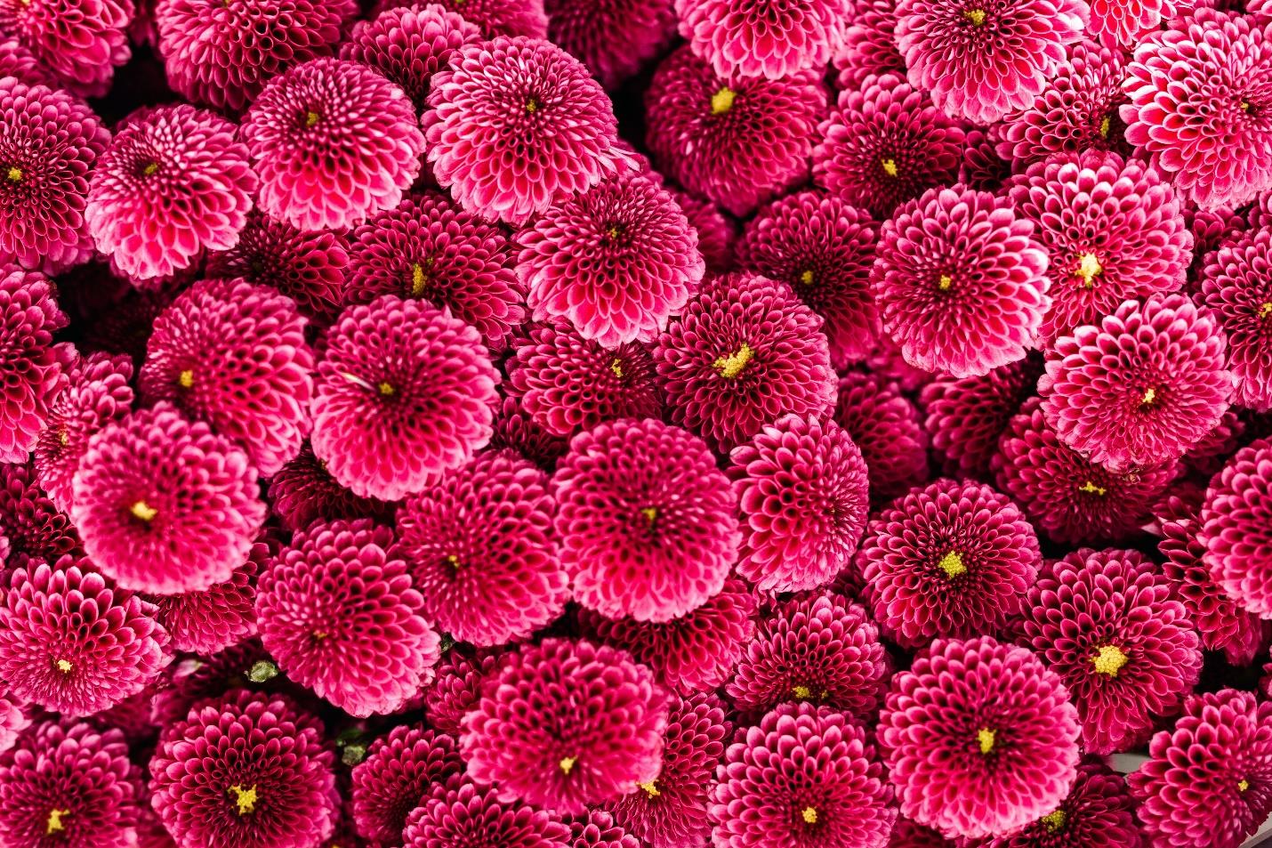 Dahlia