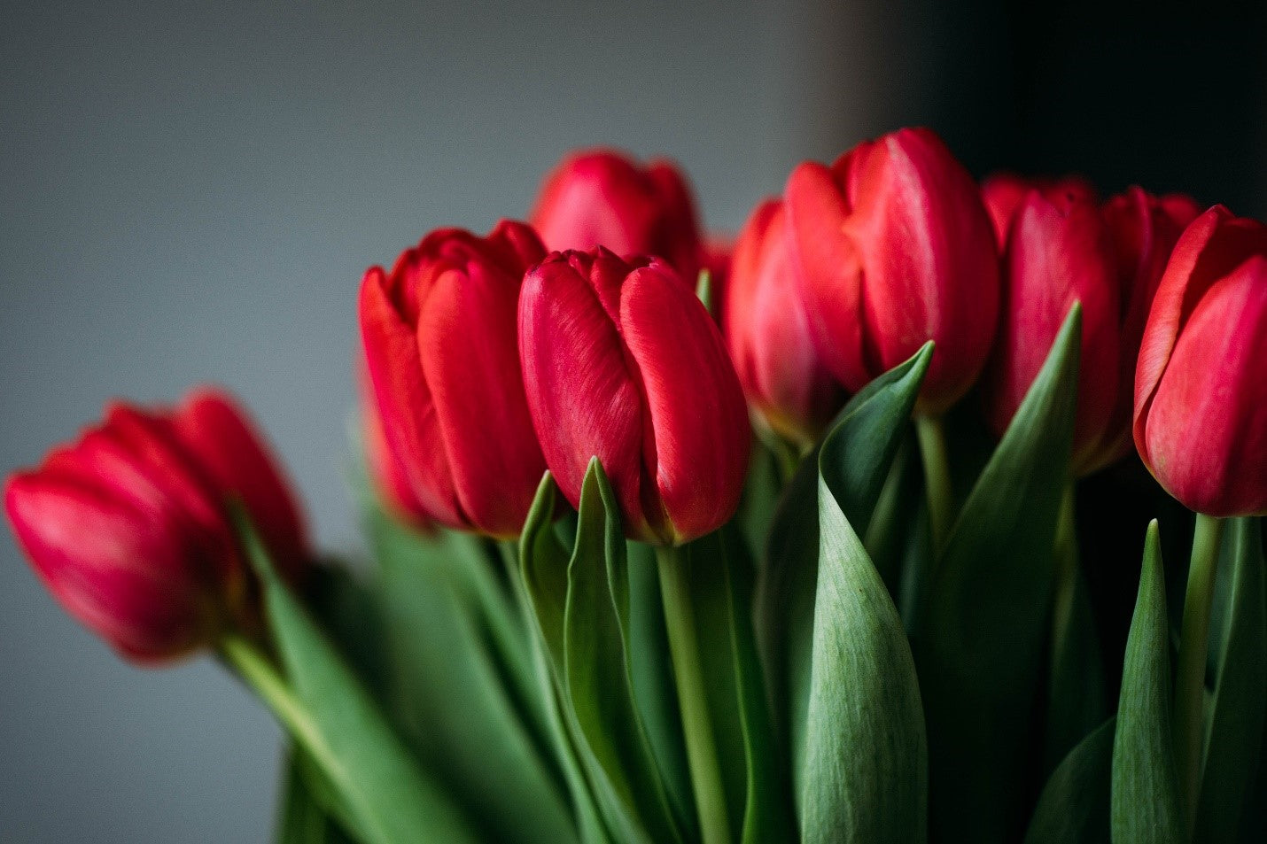 Tulips