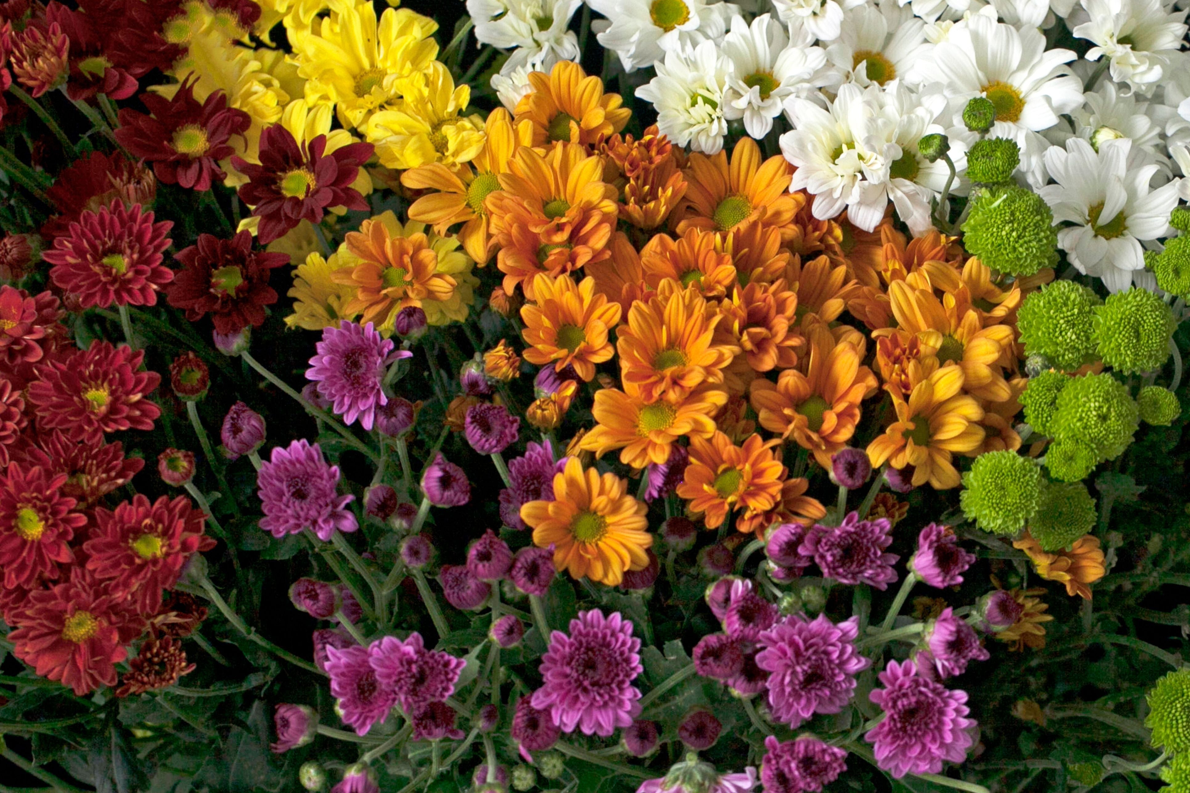 New Year Flowers