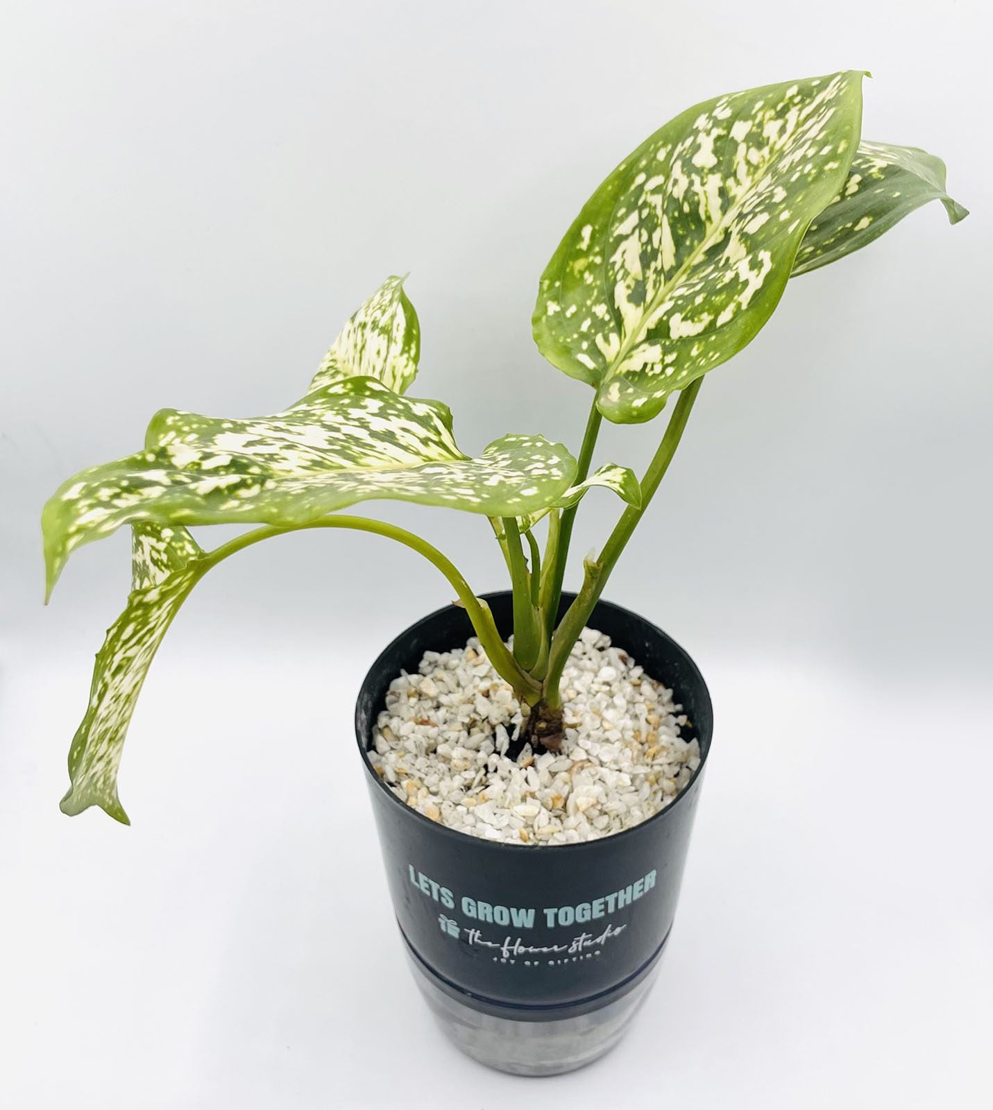Agloanema Snow White Plant
