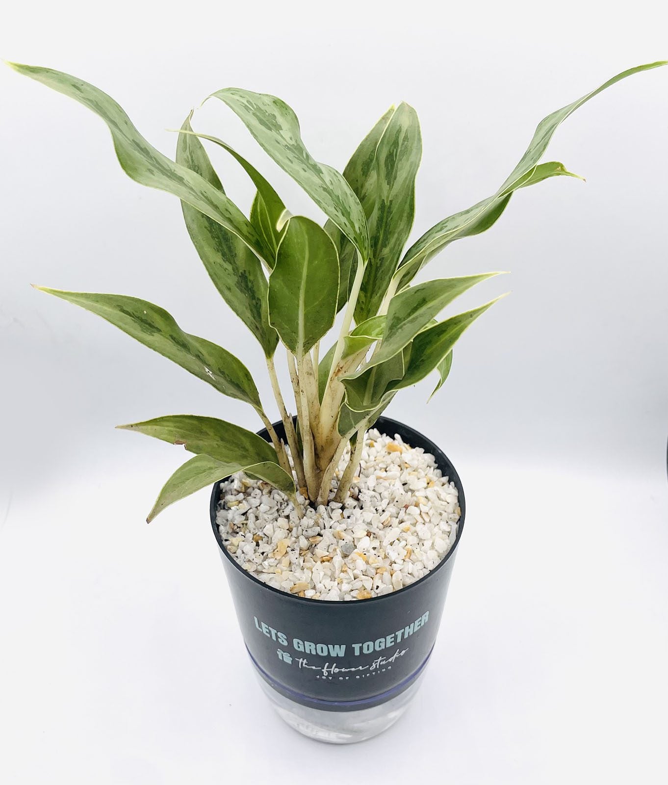 Aglaonema White Edge Plant