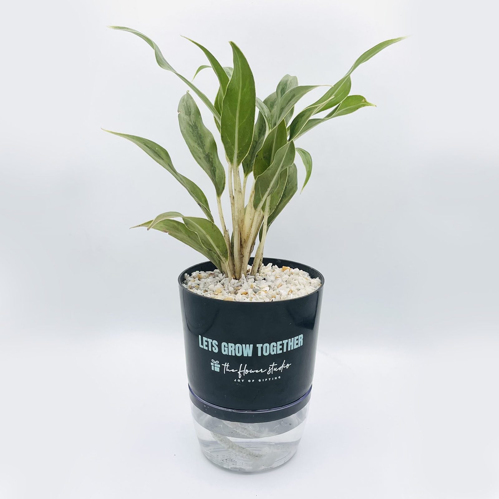 Aglaonema White Edge Plant