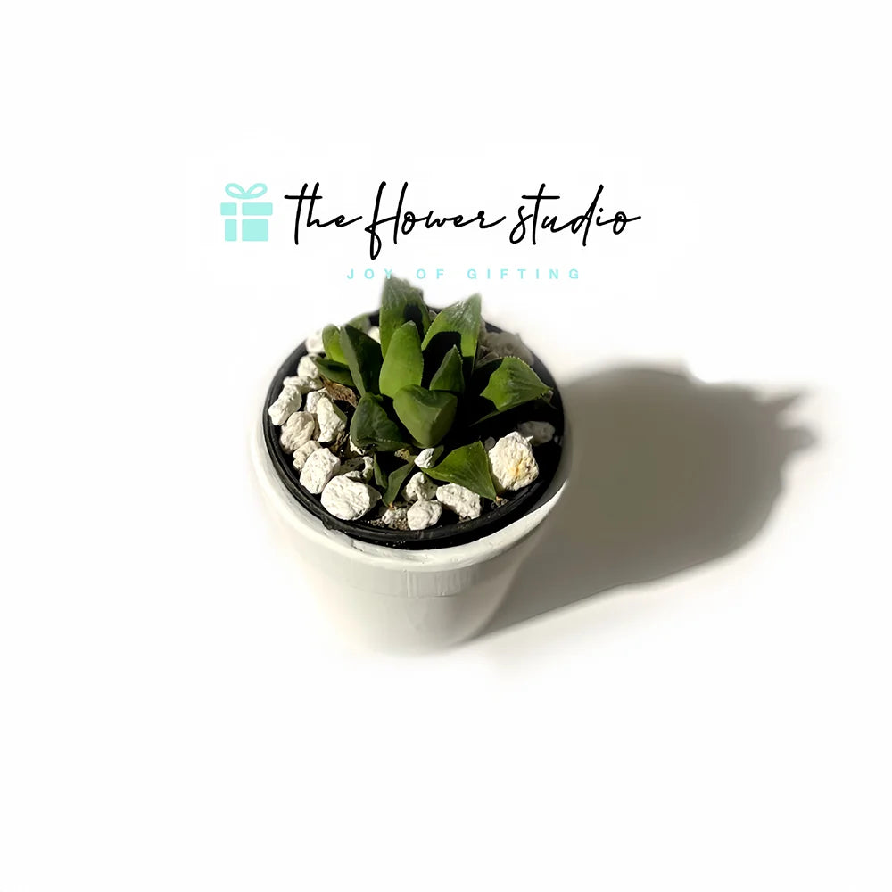 Haworthia