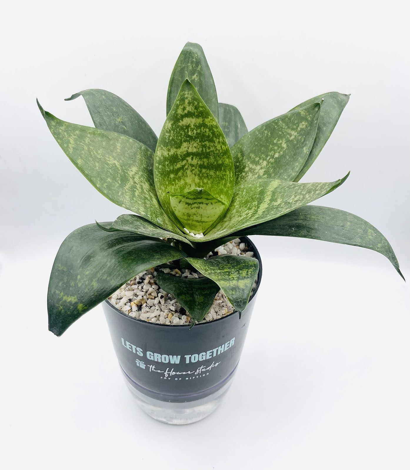 Snake Plant