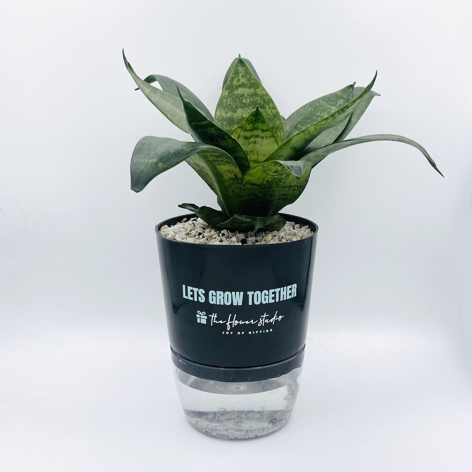 Snake Plant