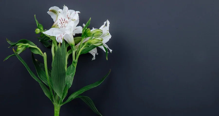 Express Your Well Wishes with Our Perfect Get Well Soon Arrangements