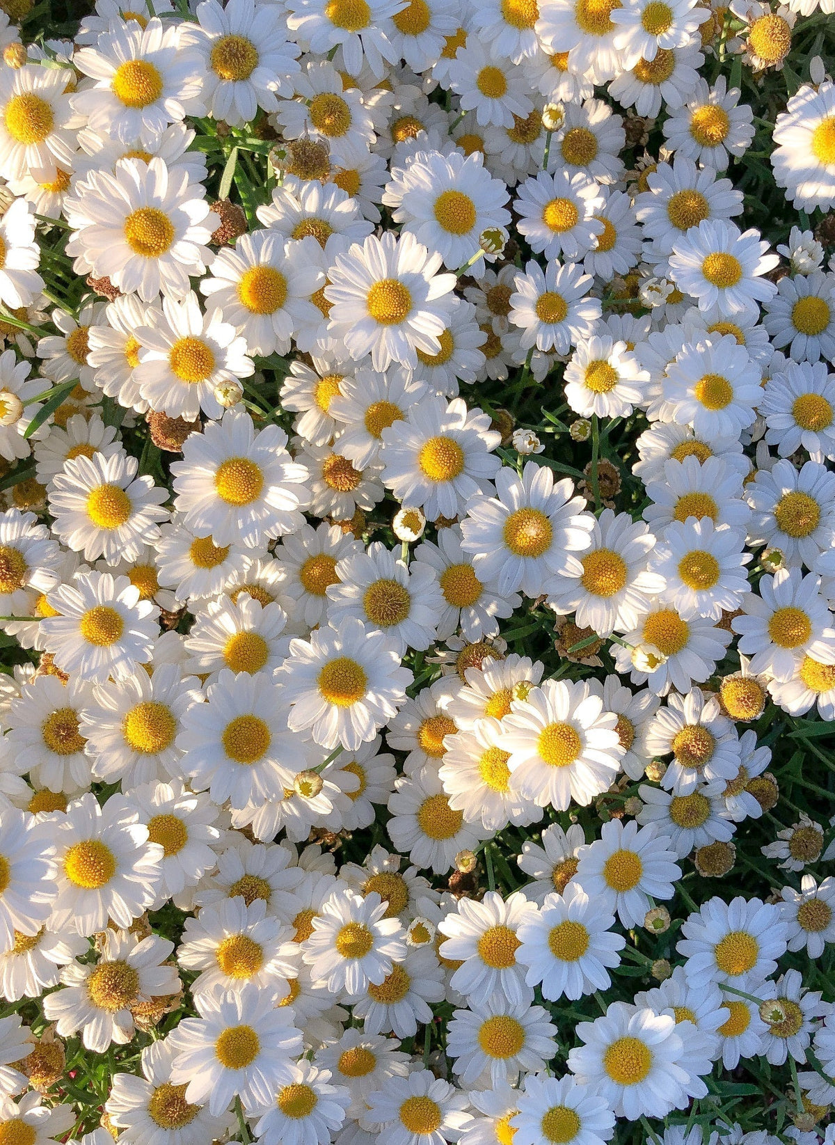 Flower of the Month – April