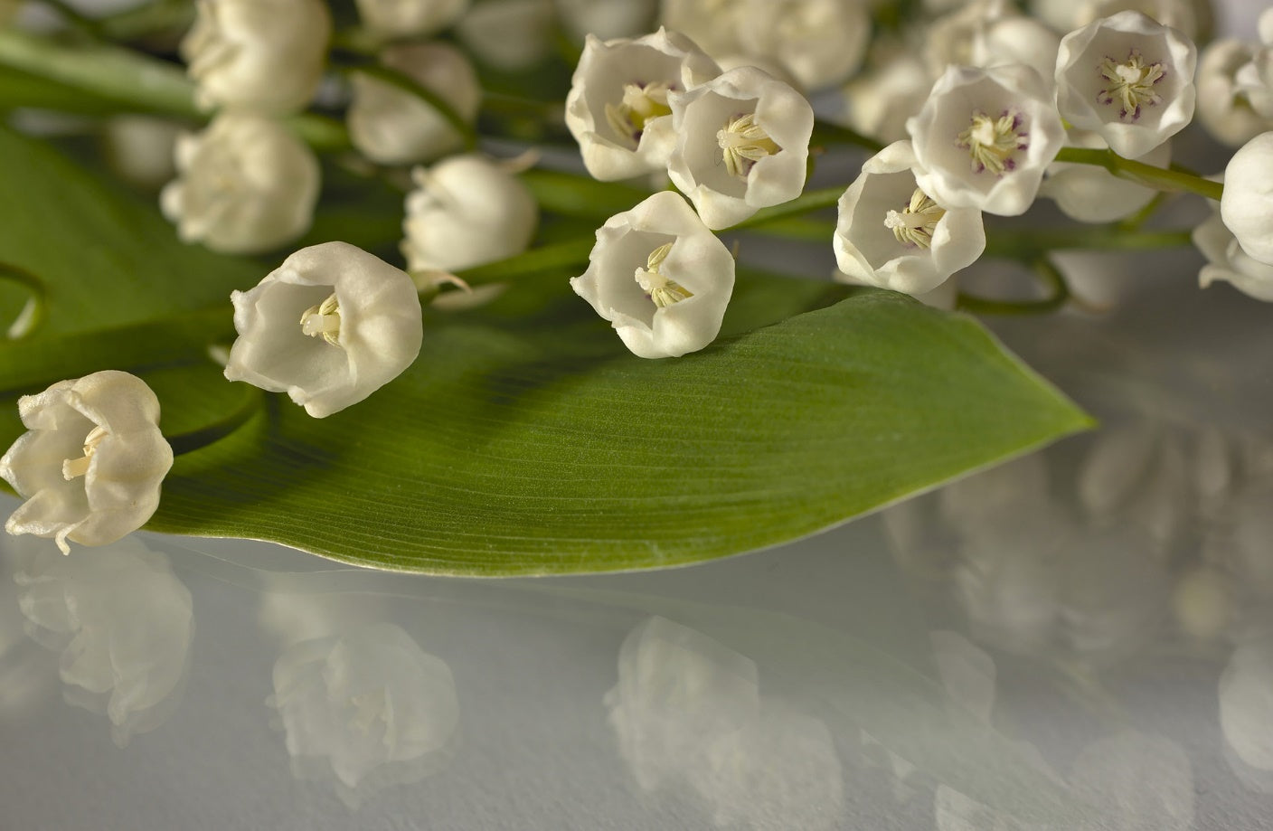 Flower of the Month – May