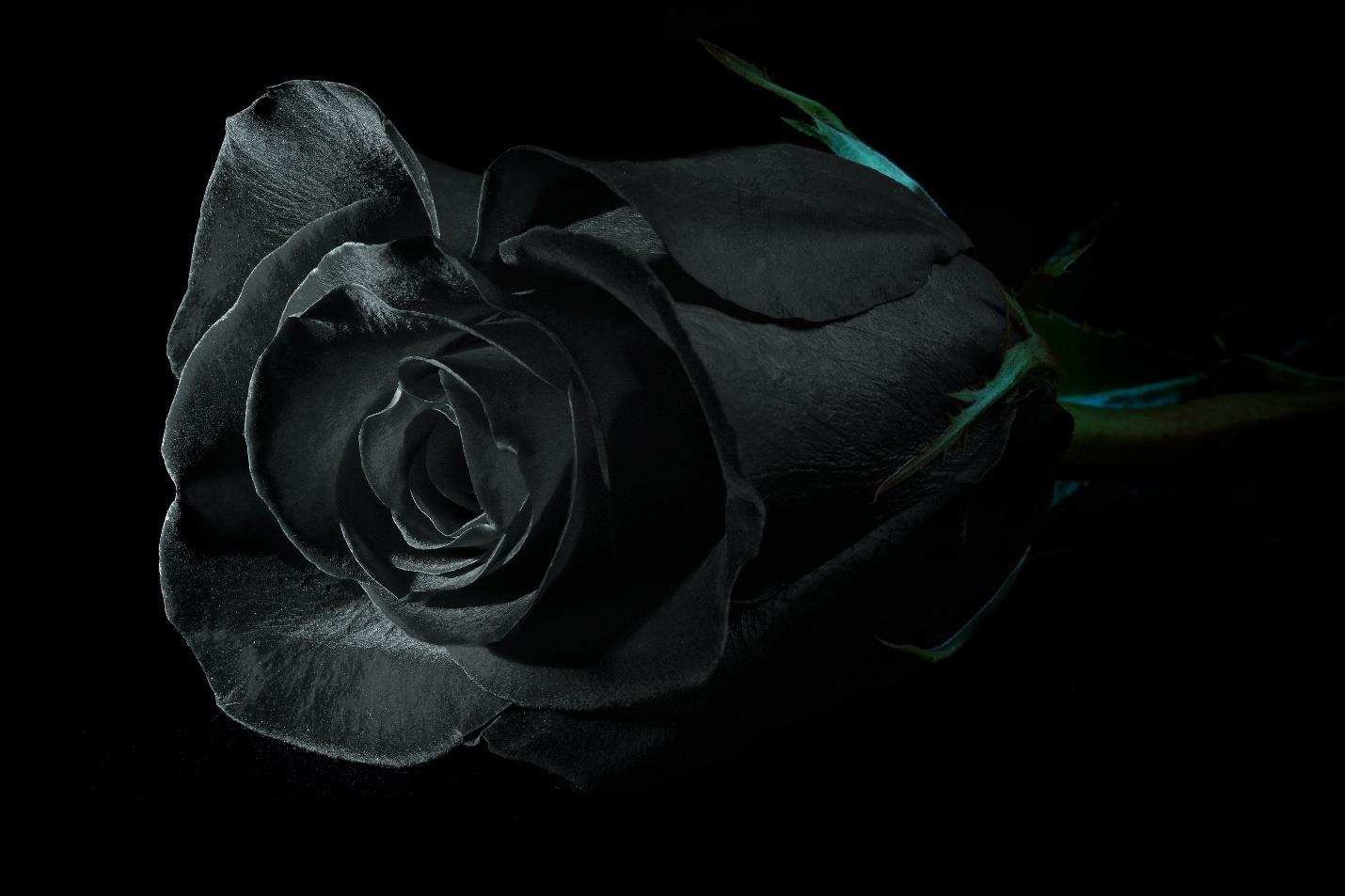 Symbolism and Meaning of Black Roses