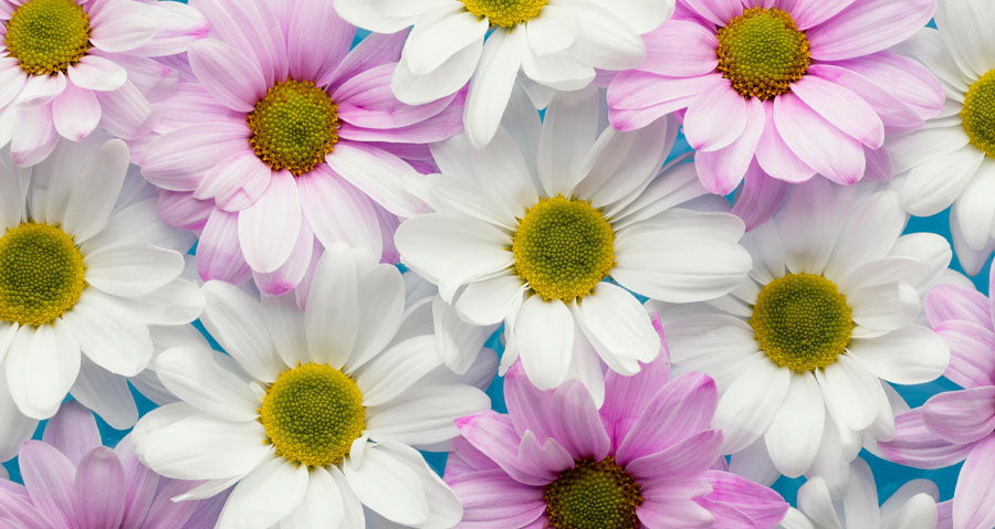 Seven Most Common House Plants