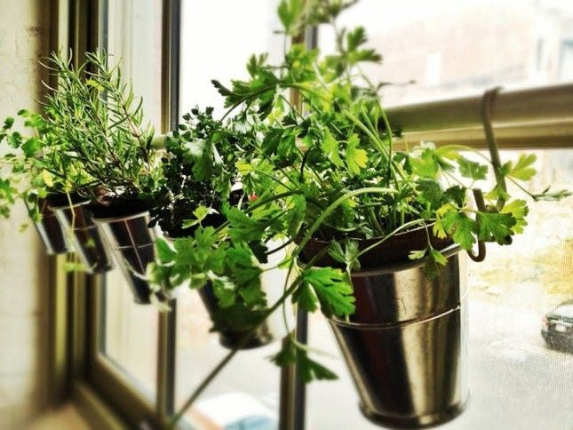 Indoor Herb Garden