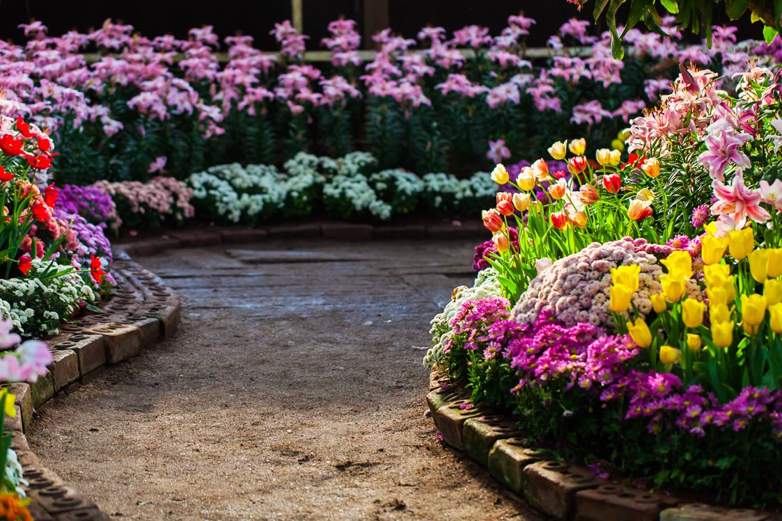 Spring Flowers