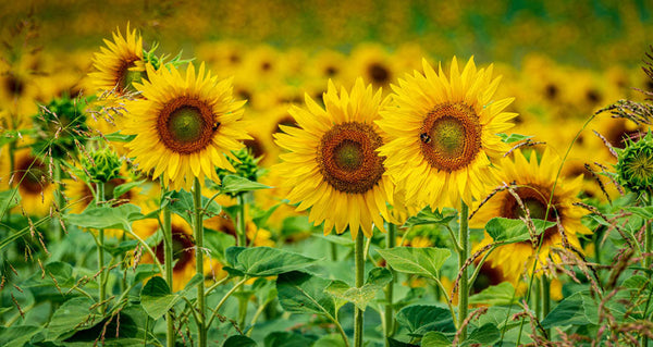 Fascinating Facts About Sunflowers