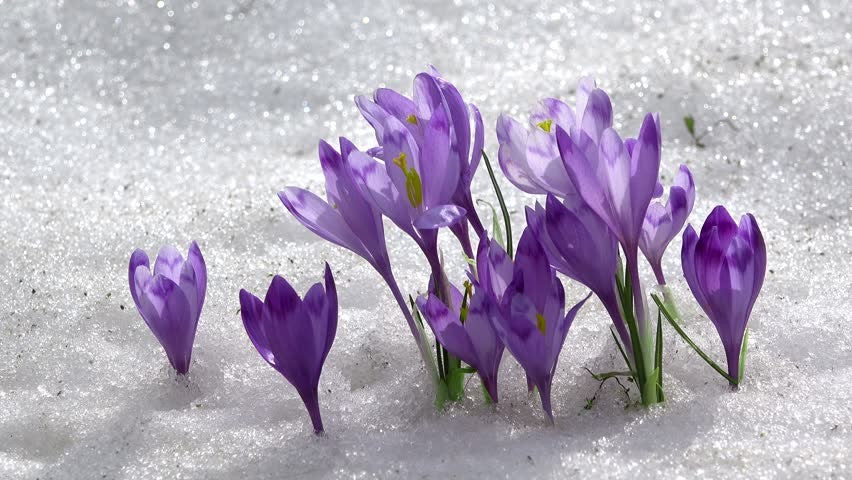 Winter Flowers – 7 Best Flowers to Plant