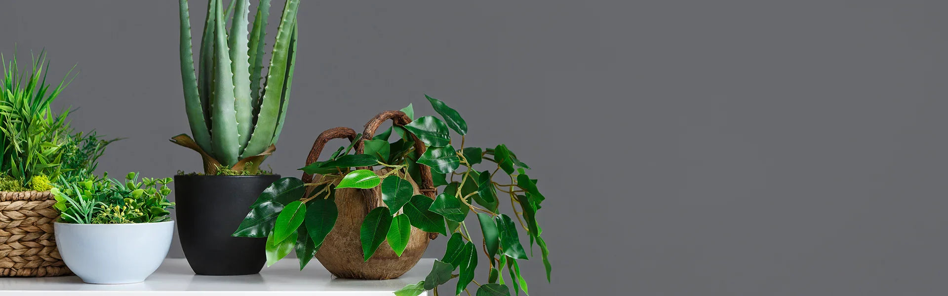 Plant Gifts