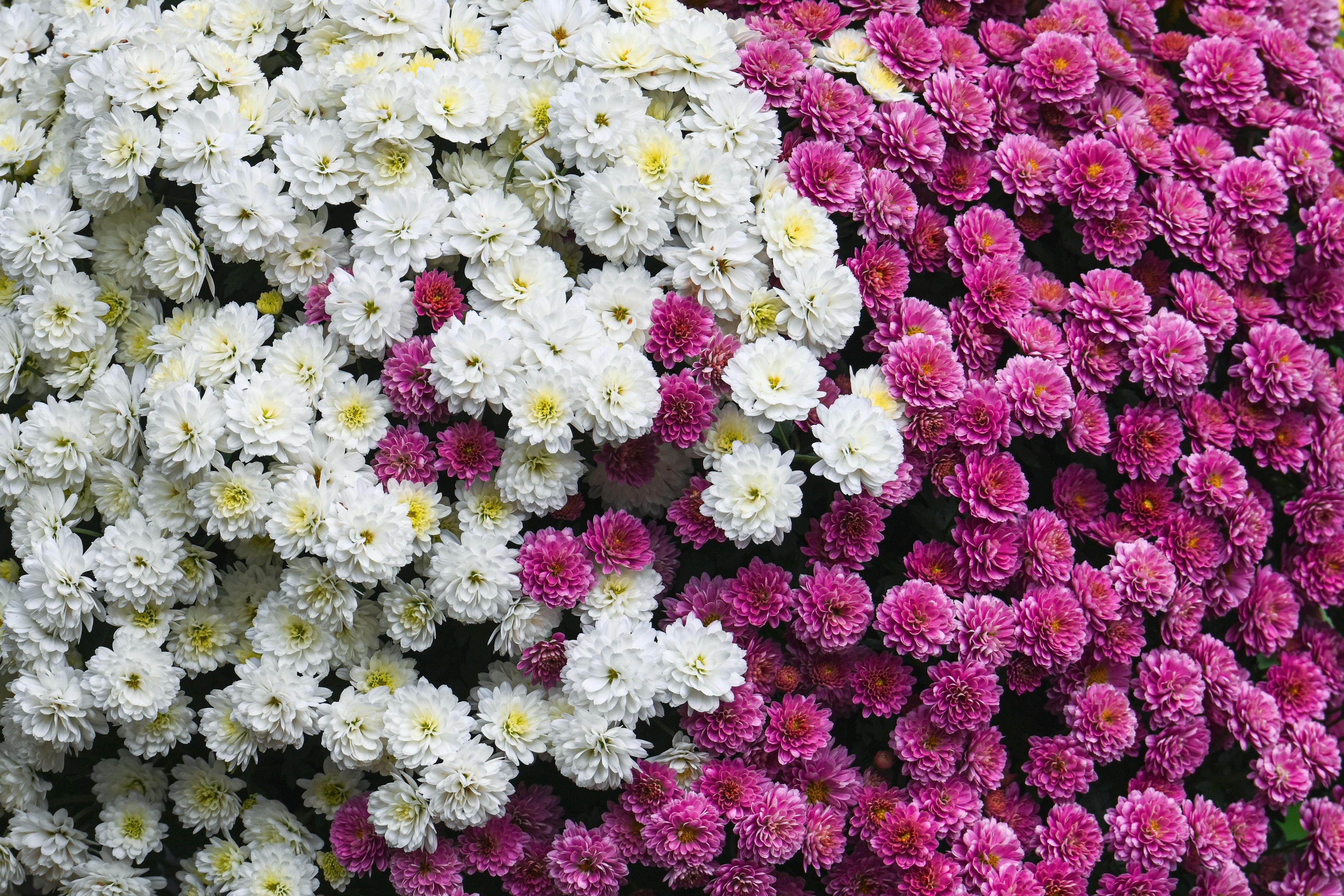 Christmas Flowers