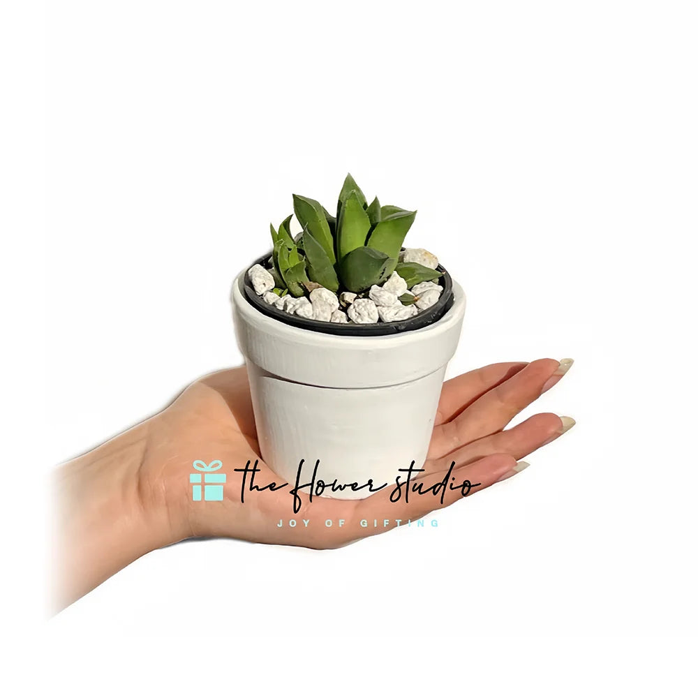 Haworthia