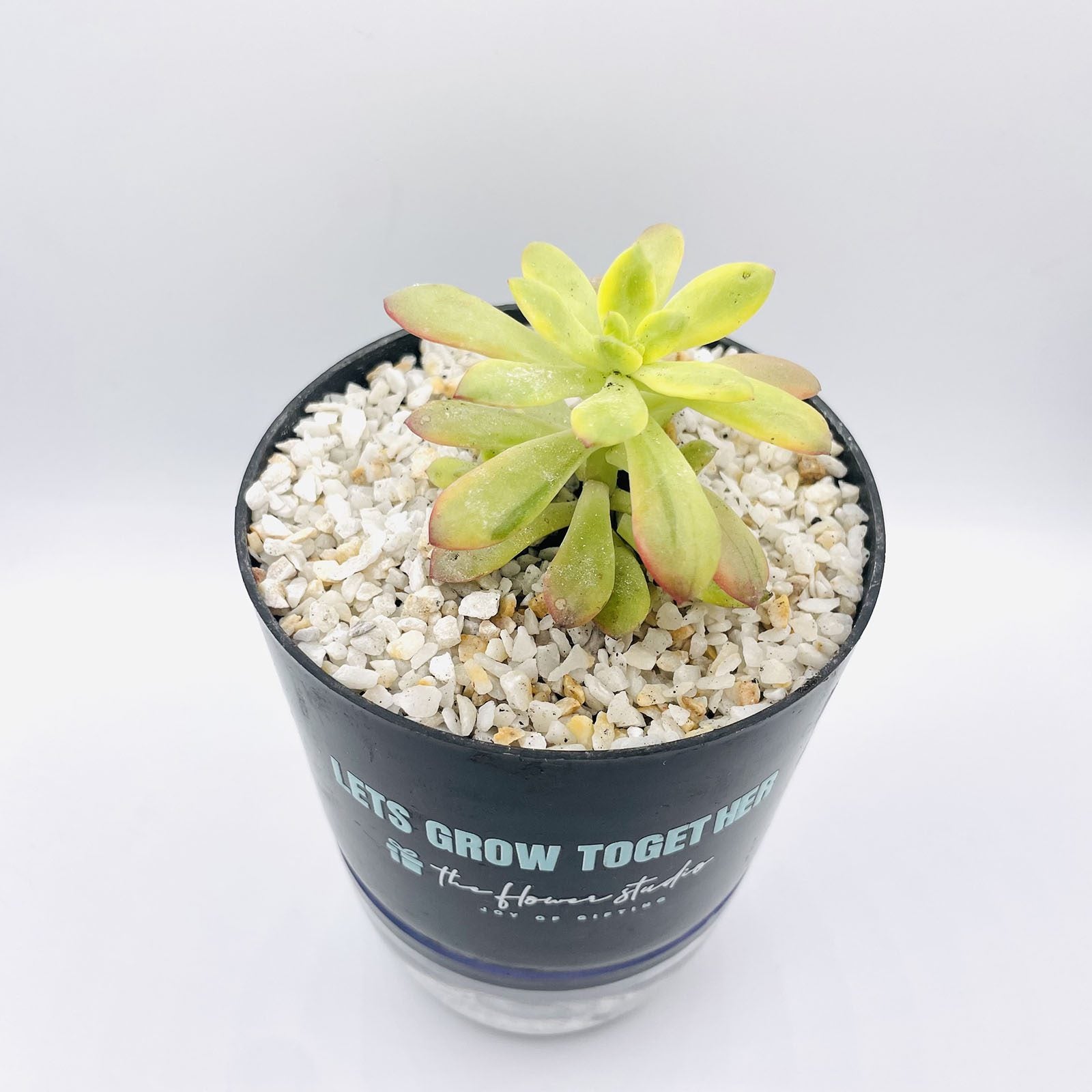 Sedum Succulent