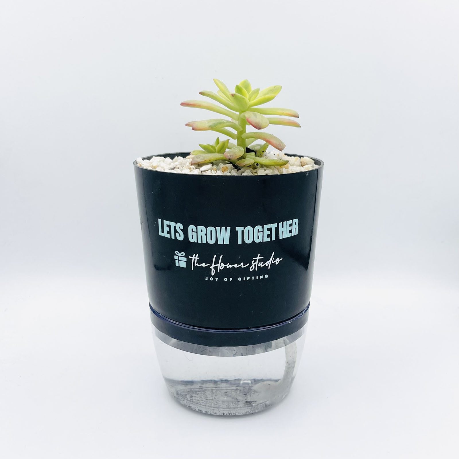 Sedum Succulent