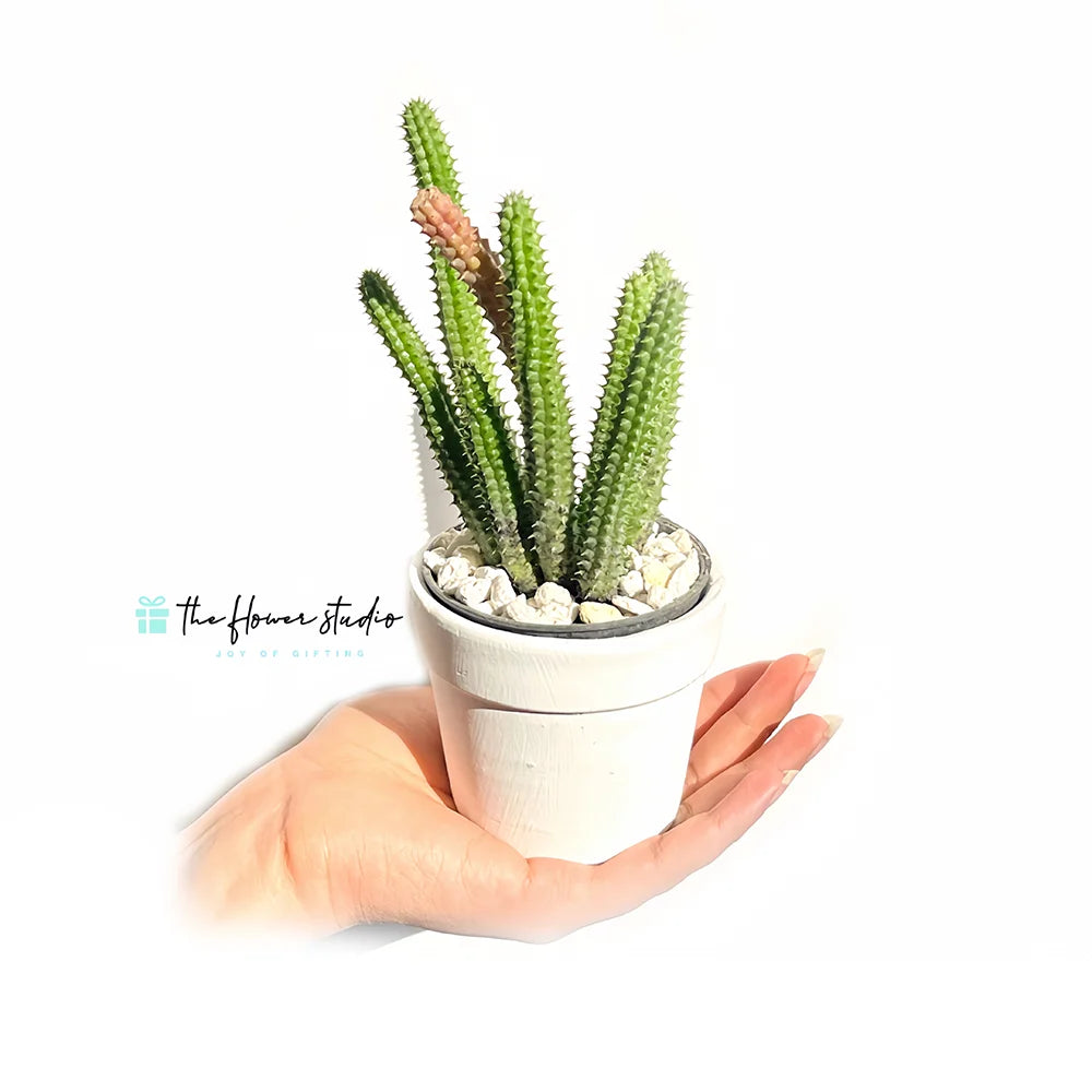 Stapelia