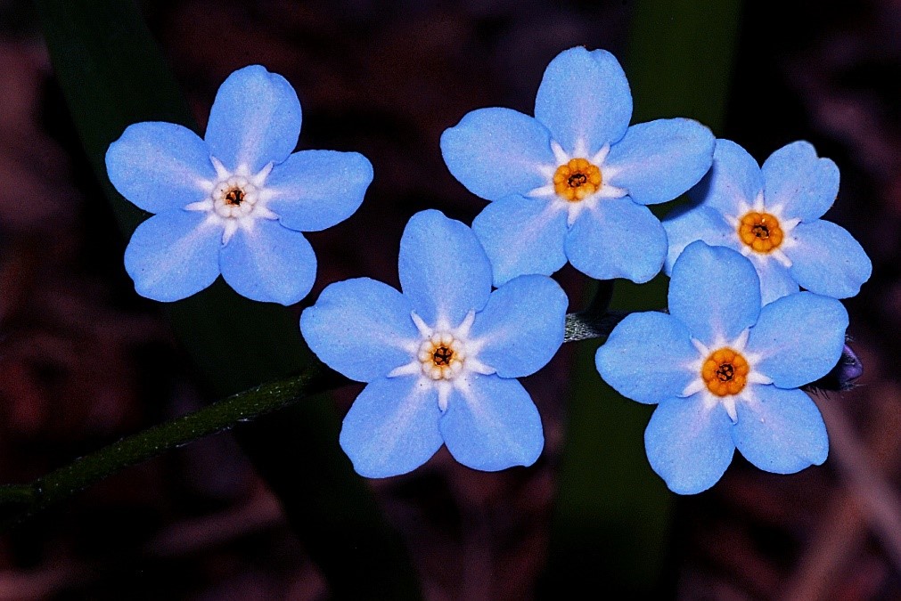 Forget-me-not Flowers in Rustic Garden Stock Image - Image of tiny,  blossom: 215937421