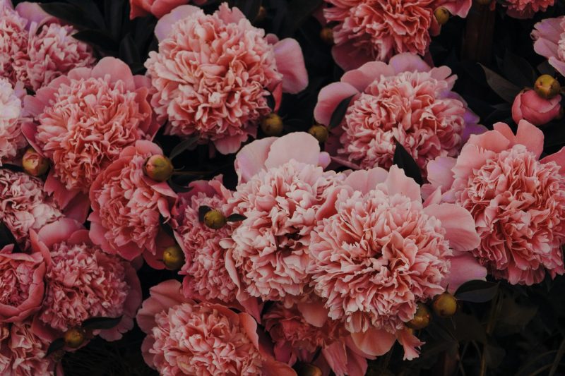 Carnations Send Fresh Flowers & Gifts Online The Flower Studio