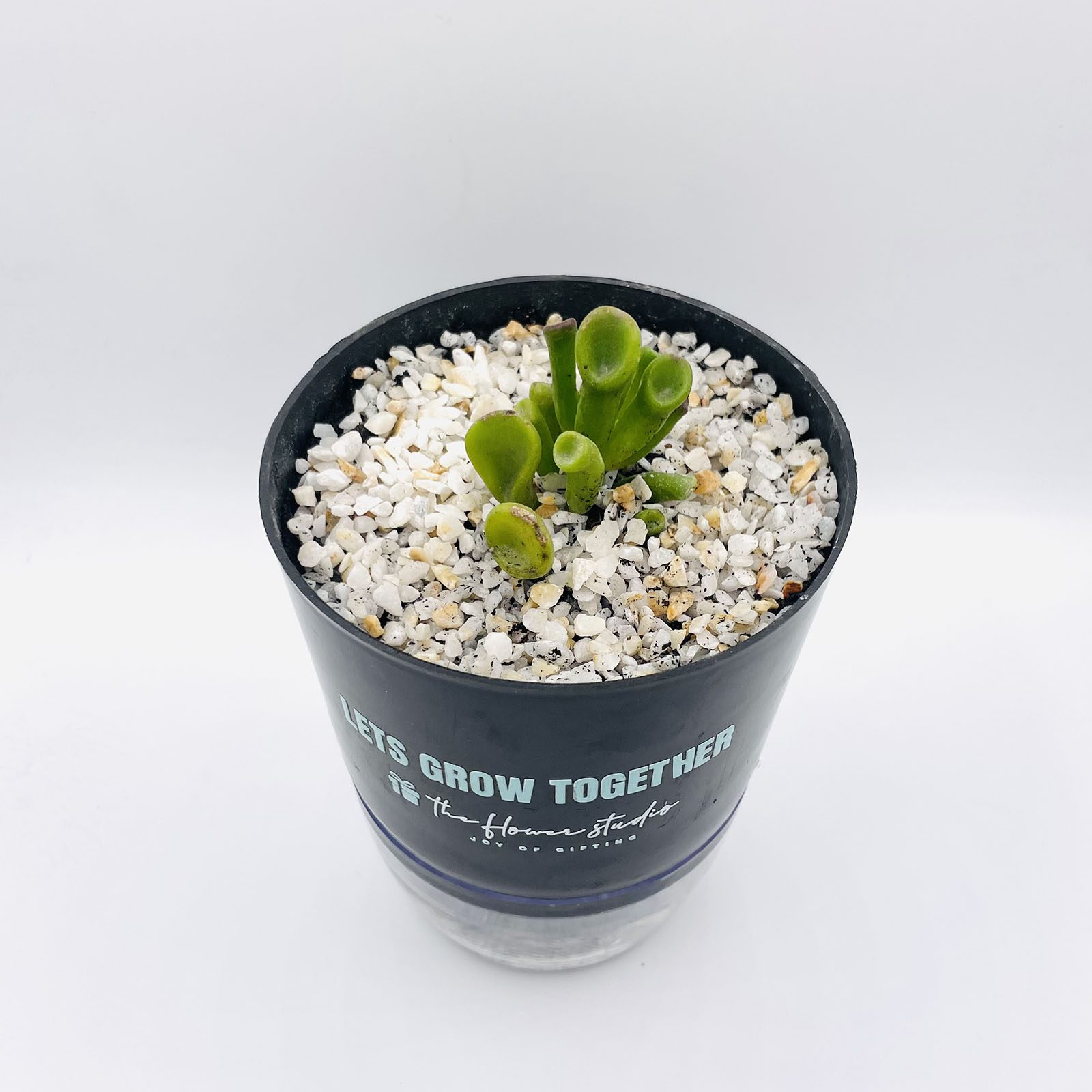 Gollum Jade - Image 2