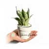 Snake Plant