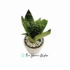 Snake Plant - Image 2
