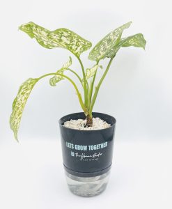 Agloanema Snow White Plant