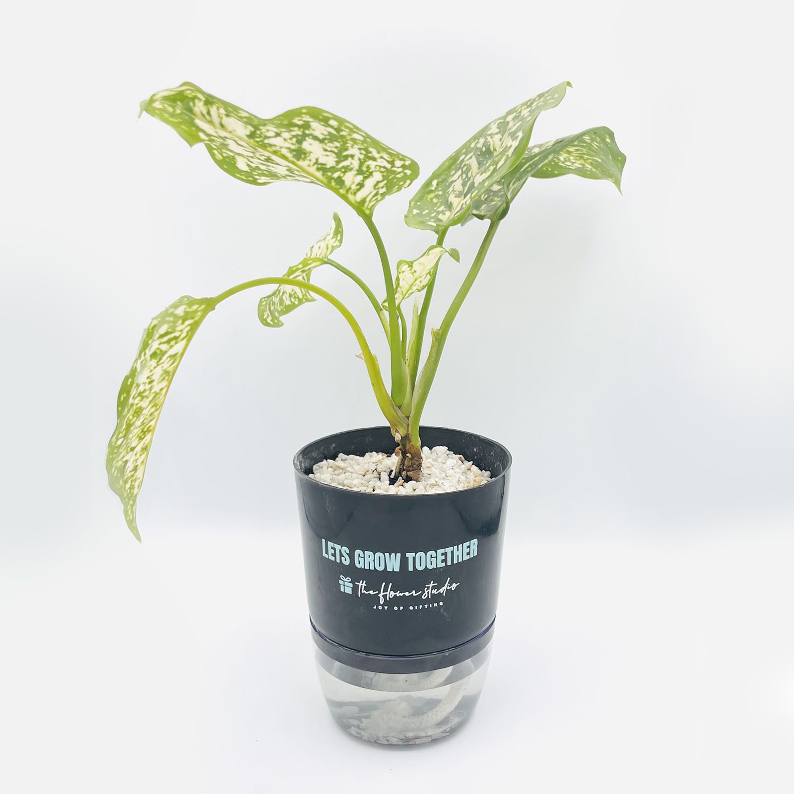 Agloanema Snow White Plant