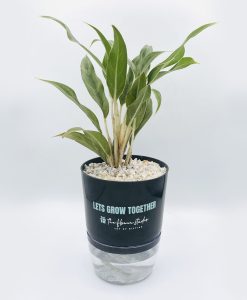 Aglaonema White Edge Plant